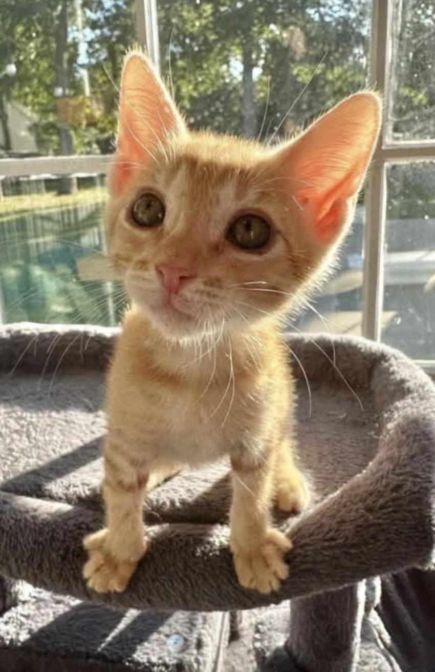 West, Adoptable, Young Male American Shorthair.
