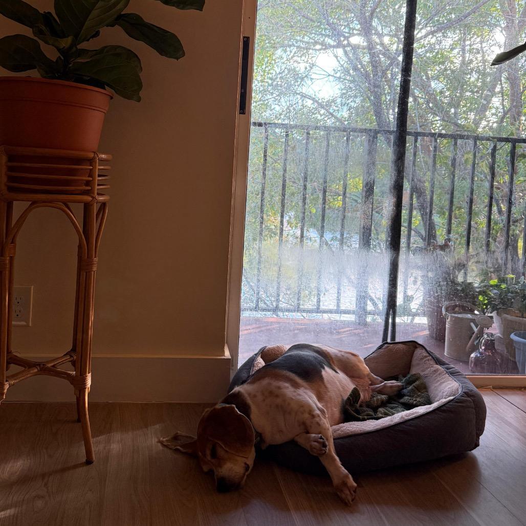 Mozart, Adoptable, Senior Male Beagle.