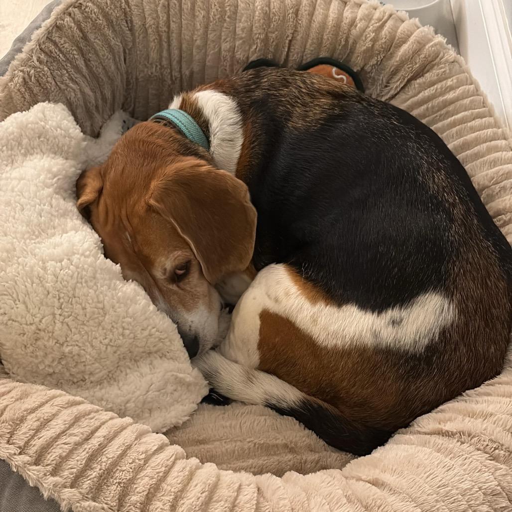 Enlarge Mozart, a Adoptable Beagle in Miami, FL image 2/6