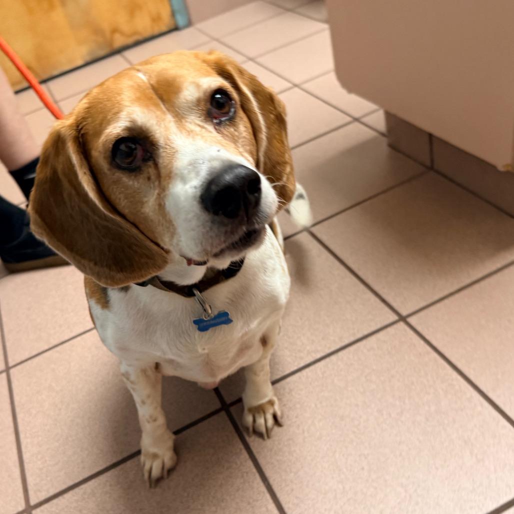 Mozart — thumbnail 3