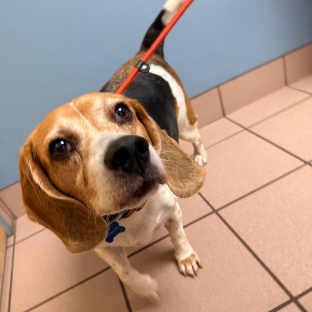 Mozart — thumbnail 4