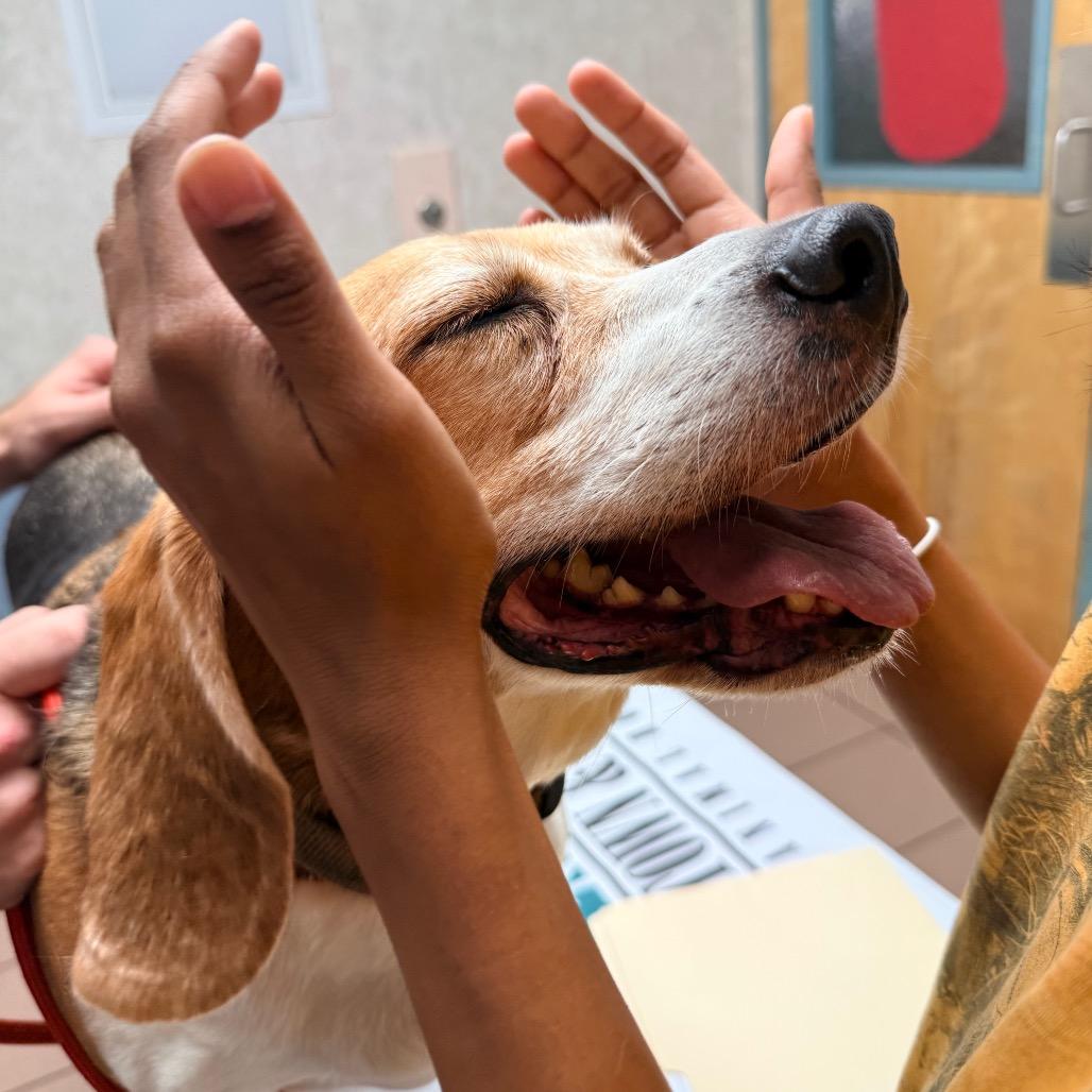 Mozart — thumbnail 5