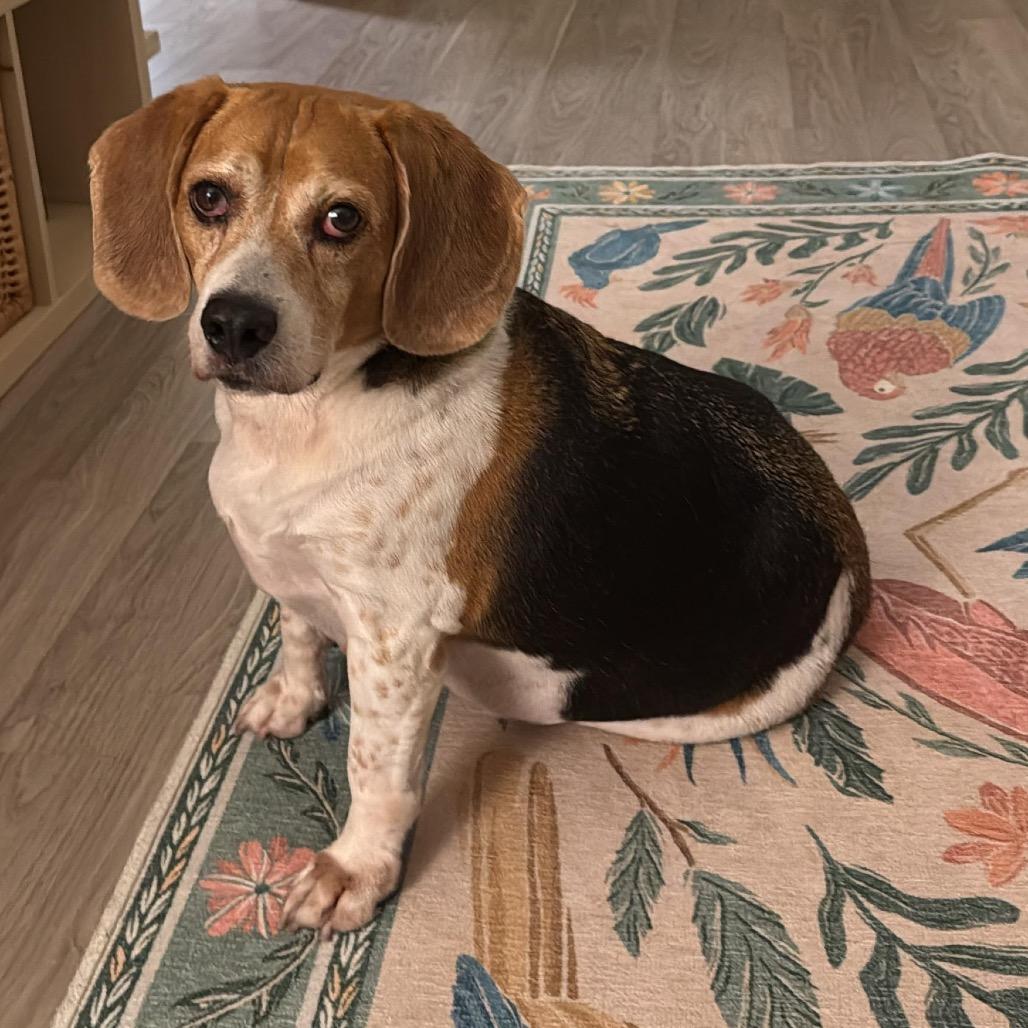 Mozart — thumbnail 6