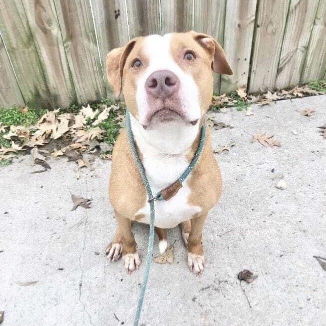 Enlarge Lola, a Adoptable mixed breed in Long Island City, NY image 1/3