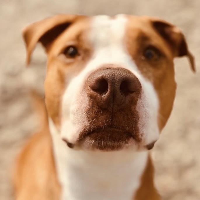 Enlarge Lola, a Adoptable mixed breed in Long Island City, NY image 2/3