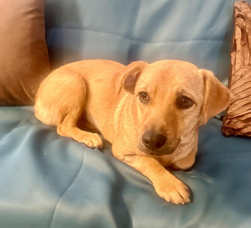 Enlarge Canelita, a Adopted mixed breed in Escondido, CA image 1/6