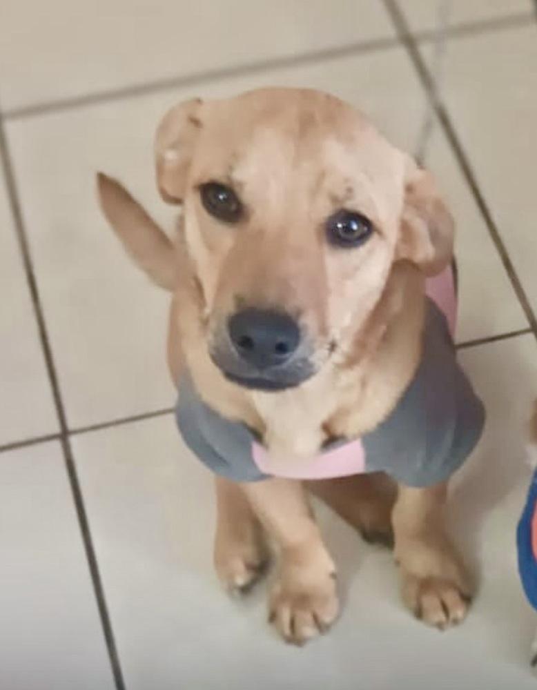 Enlarge Canelita, a Adoptable mixed breed in Escondido, CA image 1/6