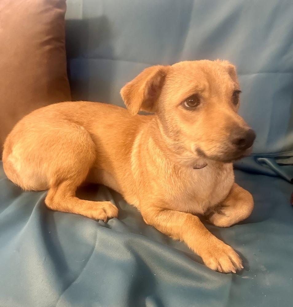 Enlarge Canelita, a Adopted mixed breed in Escondido, CA image 2/6