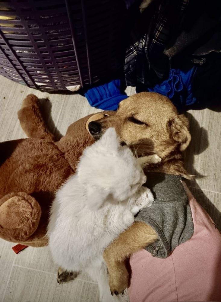 Enlarge Canelita, a Adoptable mixed breed in Escondido, CA image 2/6