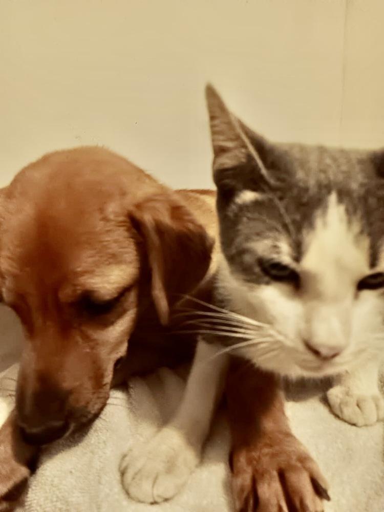 Enlarge Canelita, a Adoptable mixed breed in Escondido, CA image 3/6