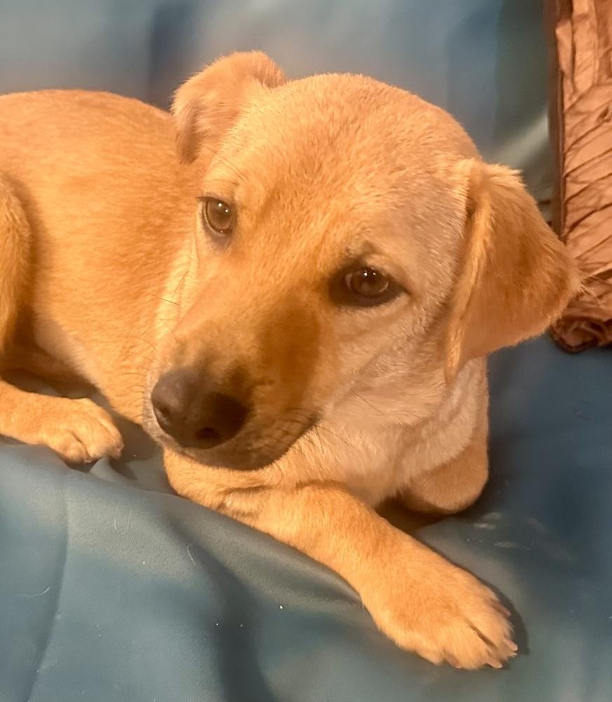 Enlarge Canelita, a Adopted mixed breed in Escondido, CA image 4/6