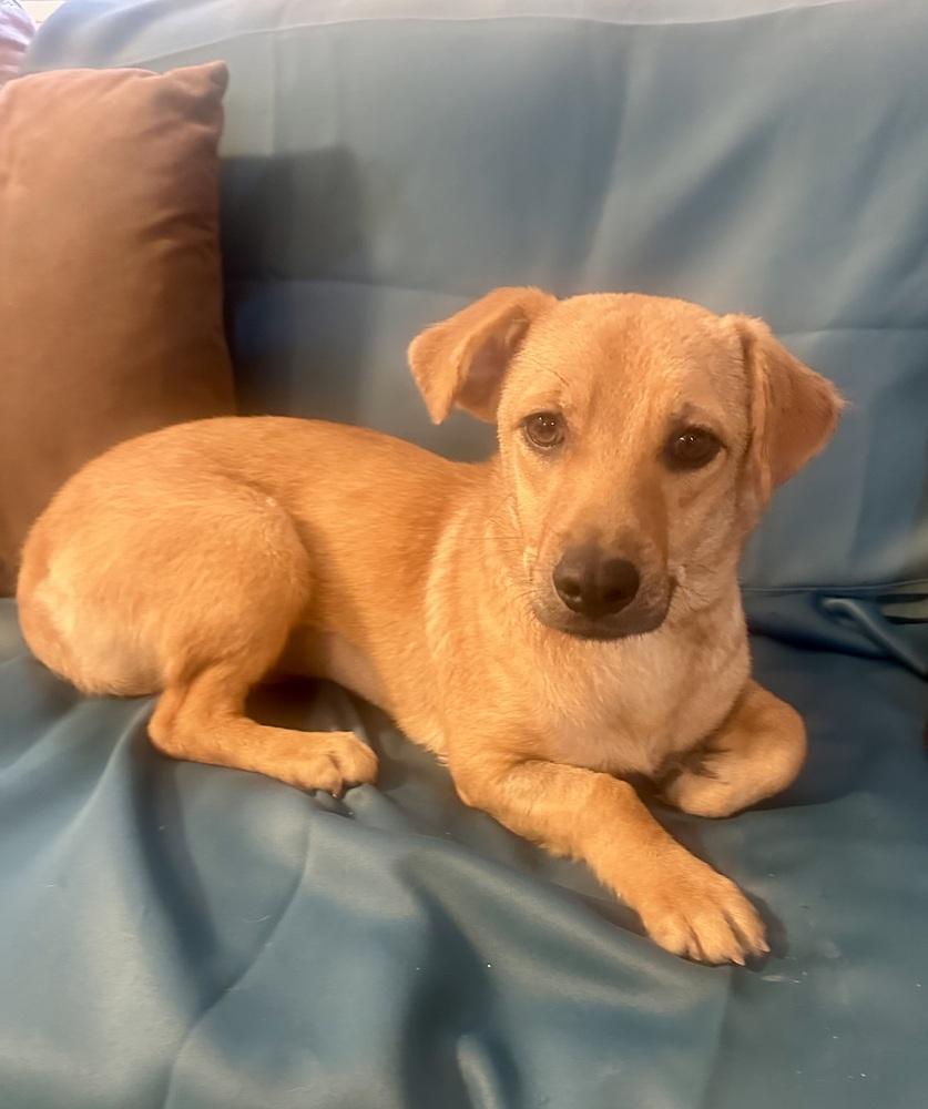 Enlarge Canelita, a Adopted mixed breed in Escondido, CA image 5/6