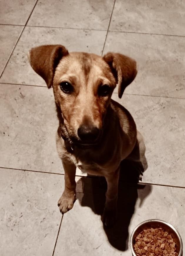 Enlarge Canelita, a Adoptable mixed breed in Escondido, CA image 4/6