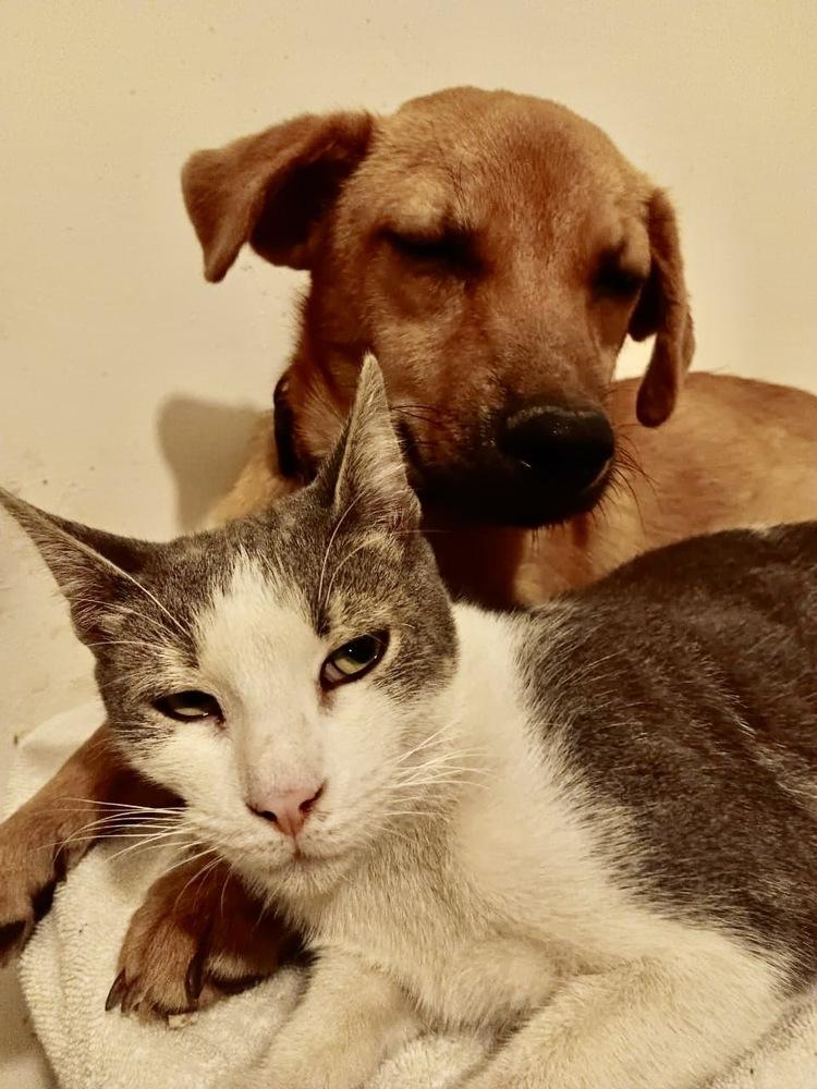 Enlarge Canelita, a Adoptable mixed breed in Escondido, CA image 5/6