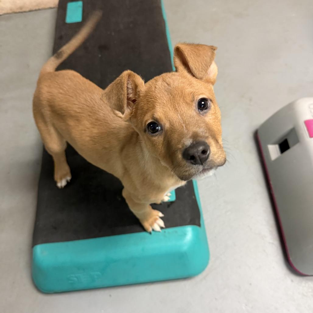 Enlarge NY Prince Feb 21 (Tractor Supply Patterson NY), a Adoptable Terrier in Eastford, CT image 2/6