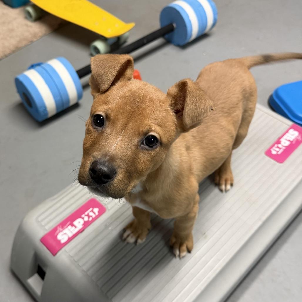 Enlarge NY Prince Feb 21 (Tractor Supply Patterson NY), a Adoptable Terrier in Eastford, CT image 3/6