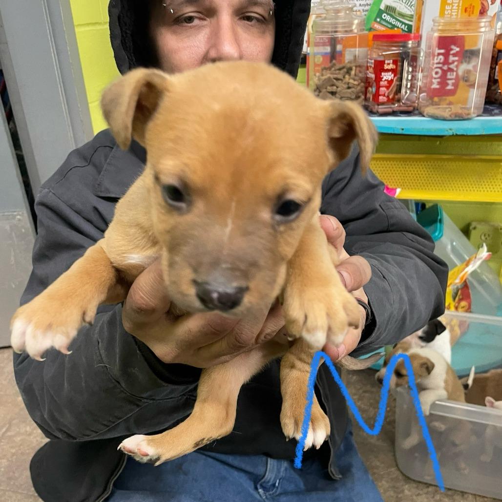 Enlarge NY Prince Feb 21 (Tractor Supply Patterson NY), a Adoptable Terrier in Eastford, CT image 4/6