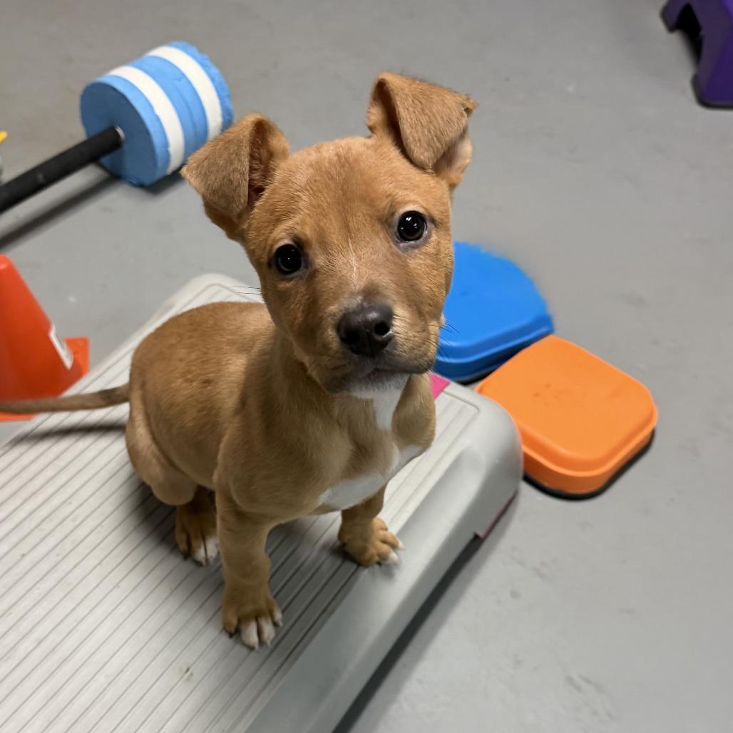 Enlarge NY Prince Feb 21 (Tractor Supply Patterson NY), a Adoptable Terrier in Eastford, CT image 5/6