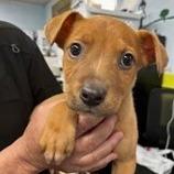 Enlarge NY Prince Feb 21 (Tractor Supply Patterson NY), a Adoptable Terrier in Eastford, CT image 6/6
