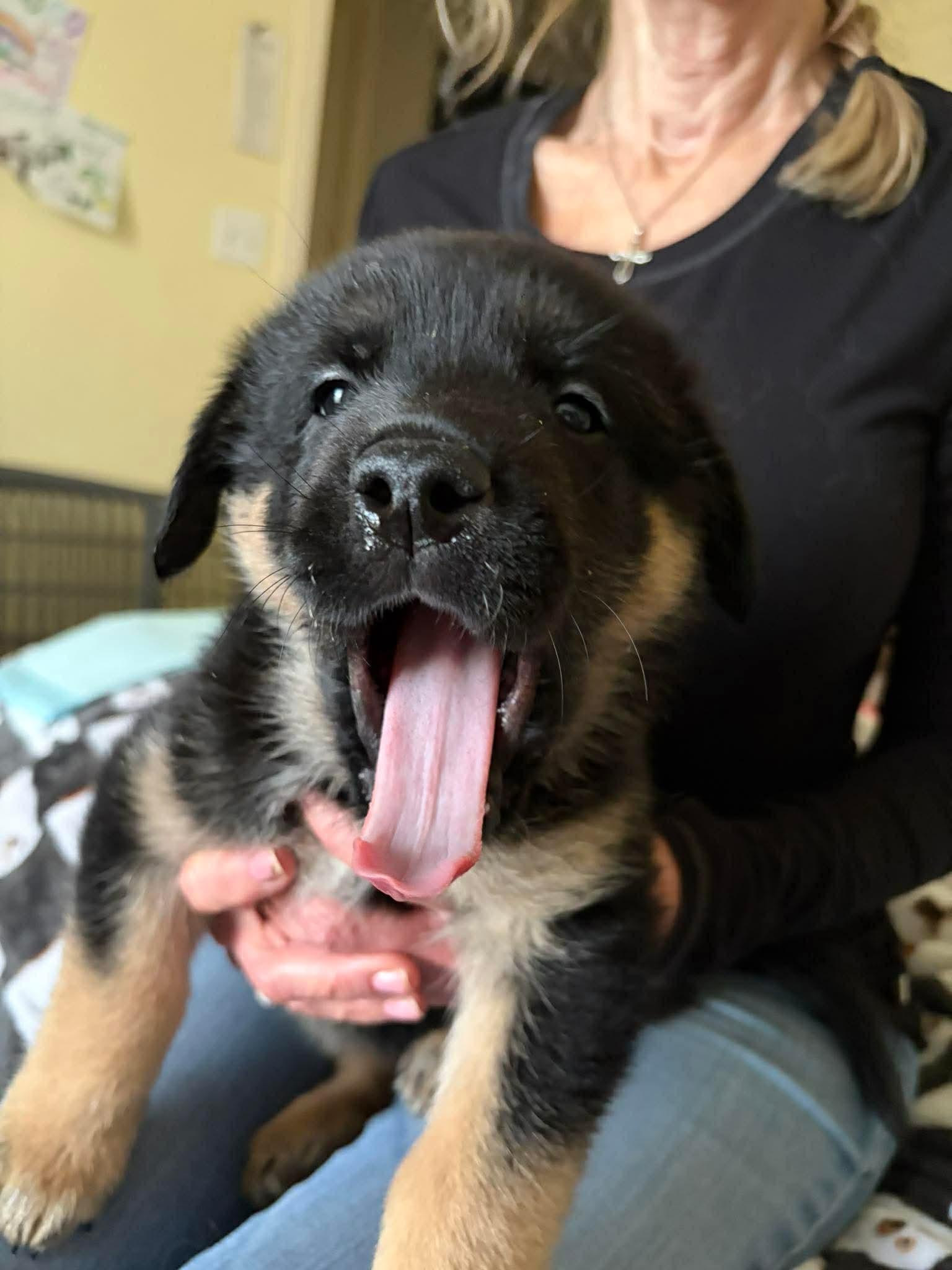 Enlarge Steve, a ADOPTABLE mixed breed in Blue Bell, PA image 4/4