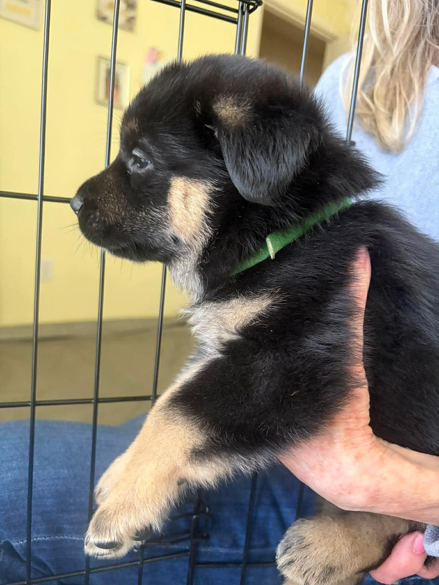 Steve, ADOPTABLE, Puppy Male Shepherd & Corgi.