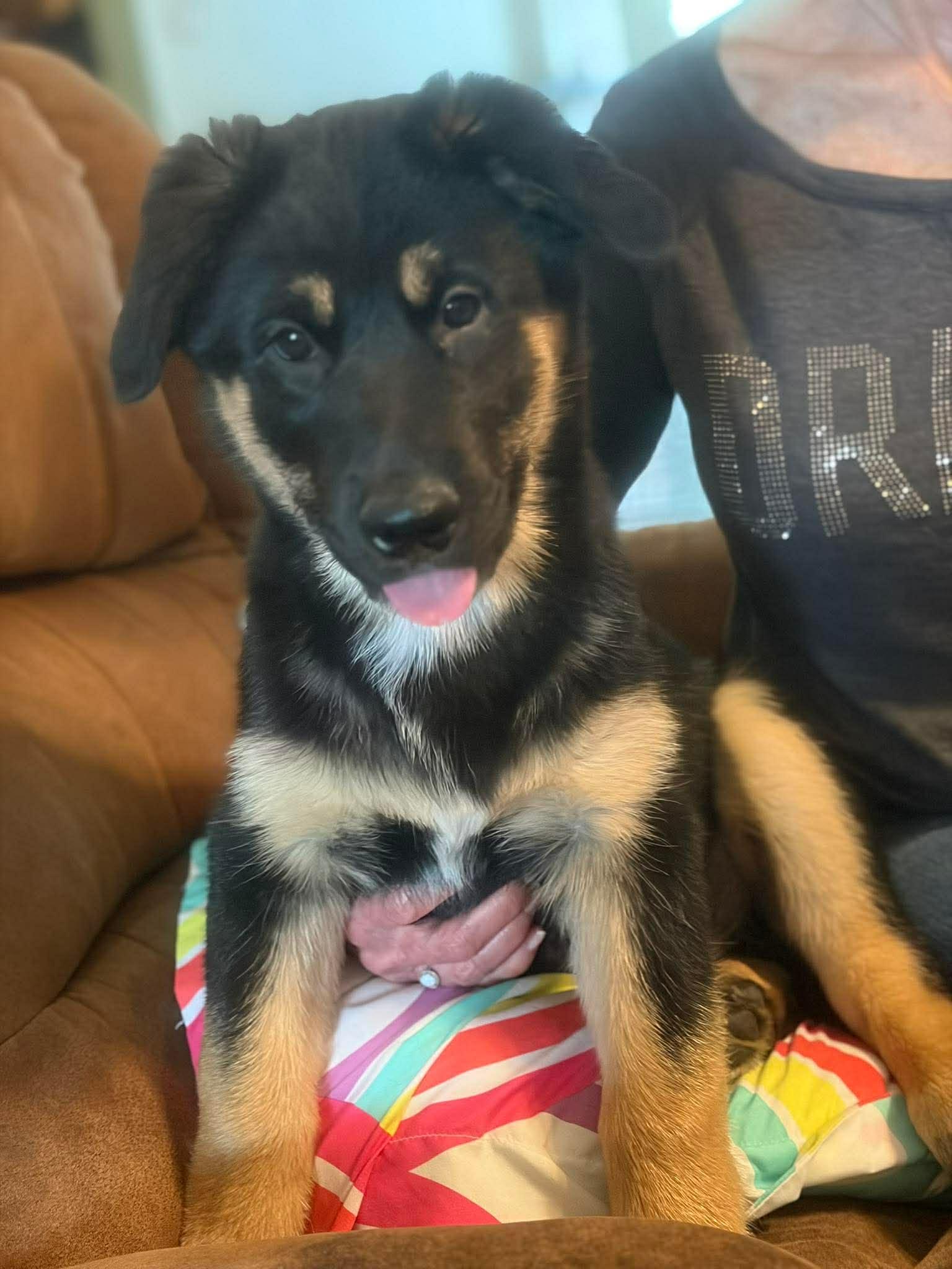 Enlarge Steve, a ADOPTABLE mixed breed in Blue Bell, PA image 3/5