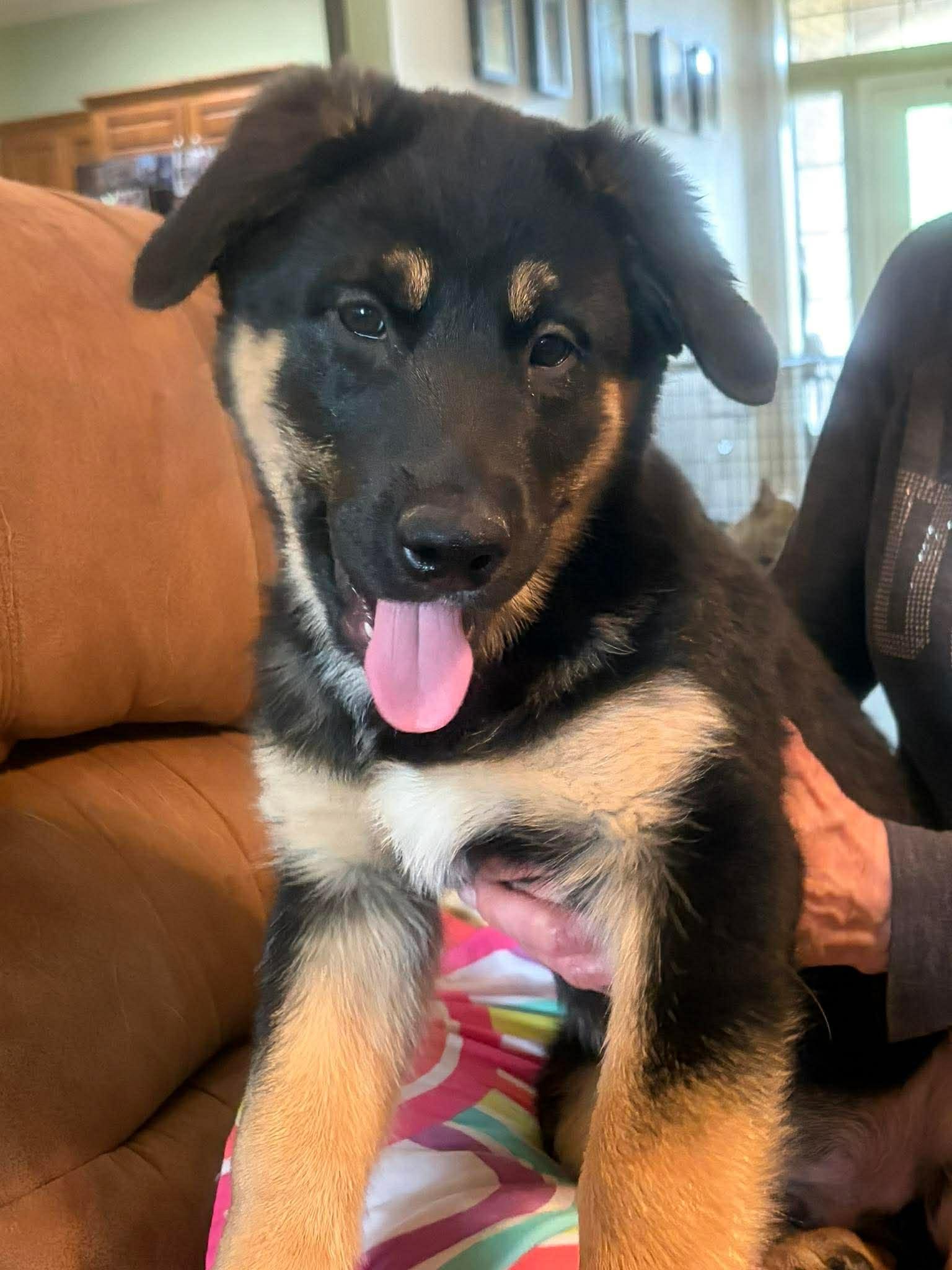 Enlarge Steve, a ADOPTABLE mixed breed in Blue Bell, PA image 2/5