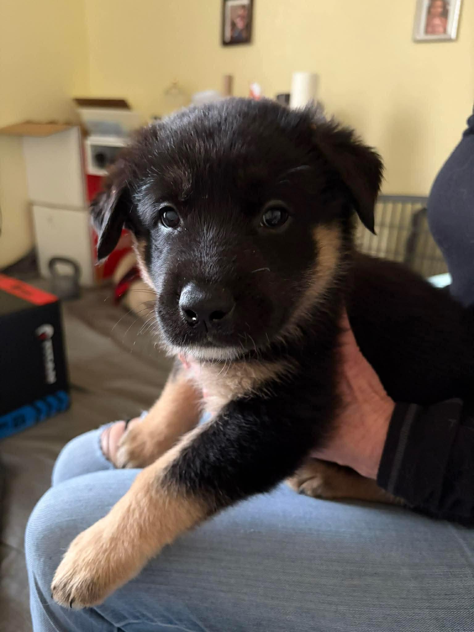 Enlarge Steve, a ADOPTABLE mixed breed in Blue Bell, PA image 2/4