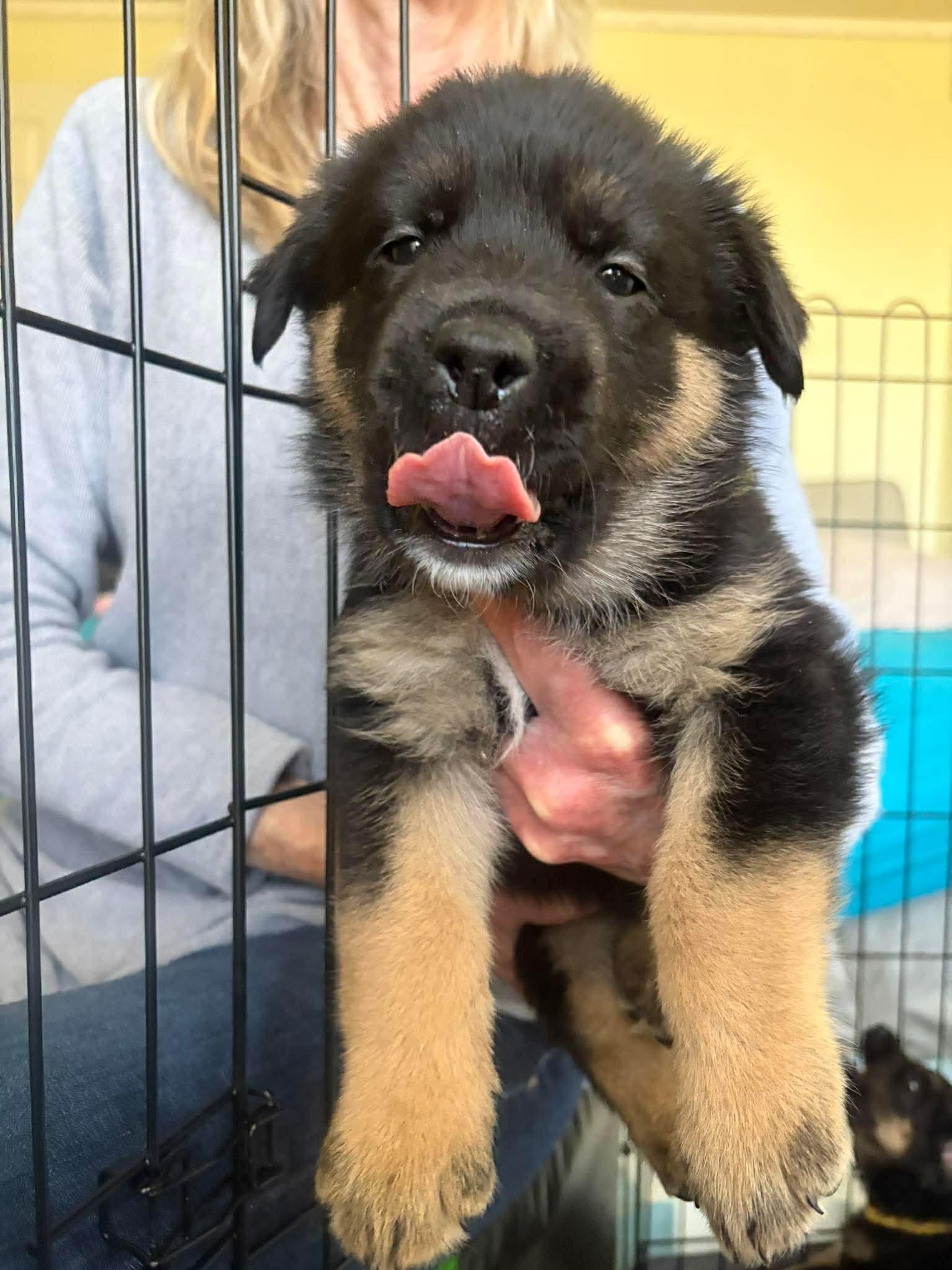 Enlarge Steve, a ADOPTABLE mixed breed in Blue Bell, PA image 3/4
