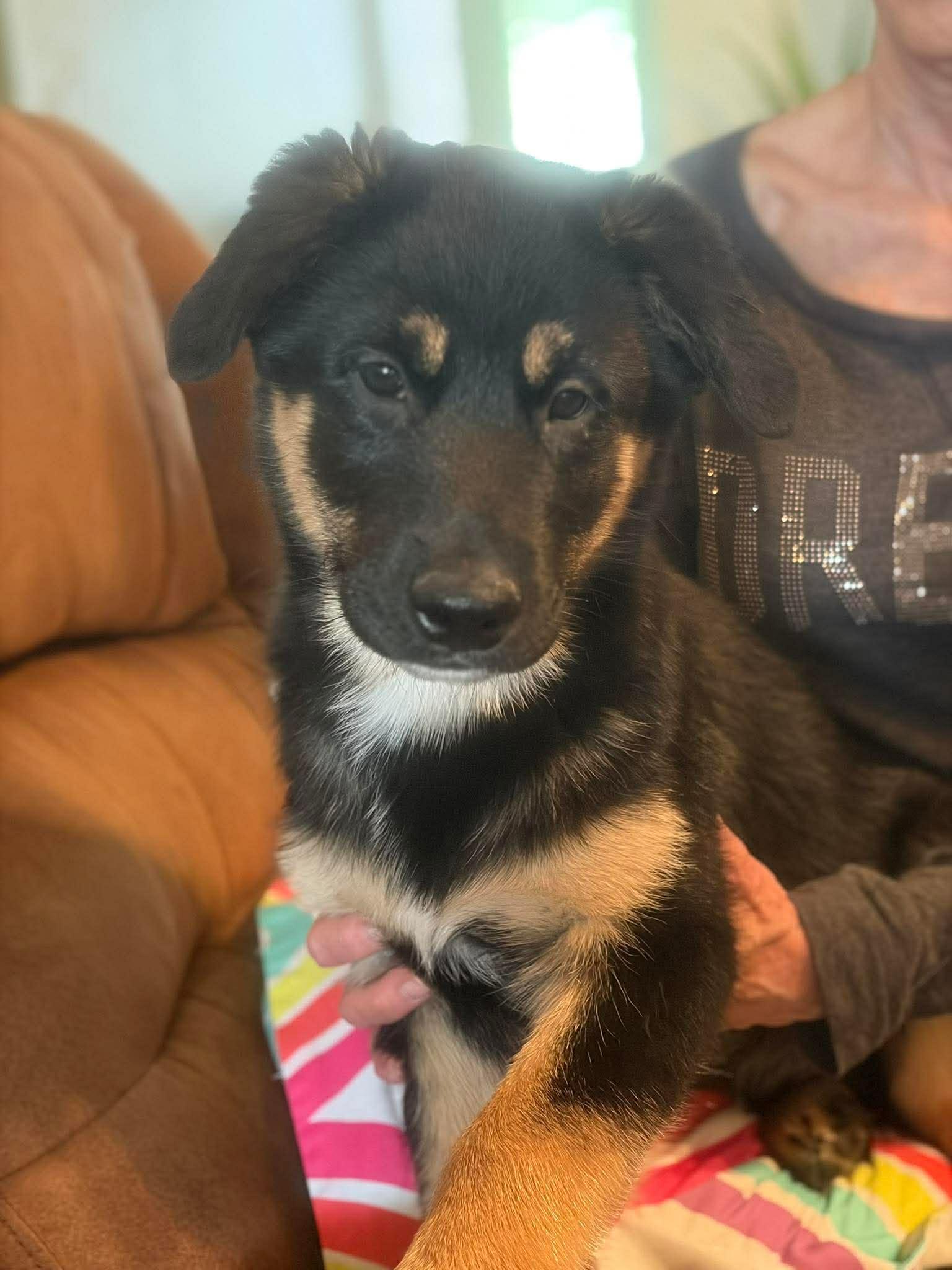 Steve, ADOPTABLE, Puppy Male Shepherd & Corgi.