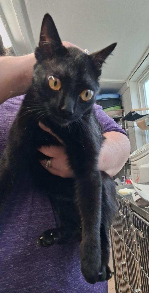 Ruby, Adoptable, Adult Female Domestic Short Hair.