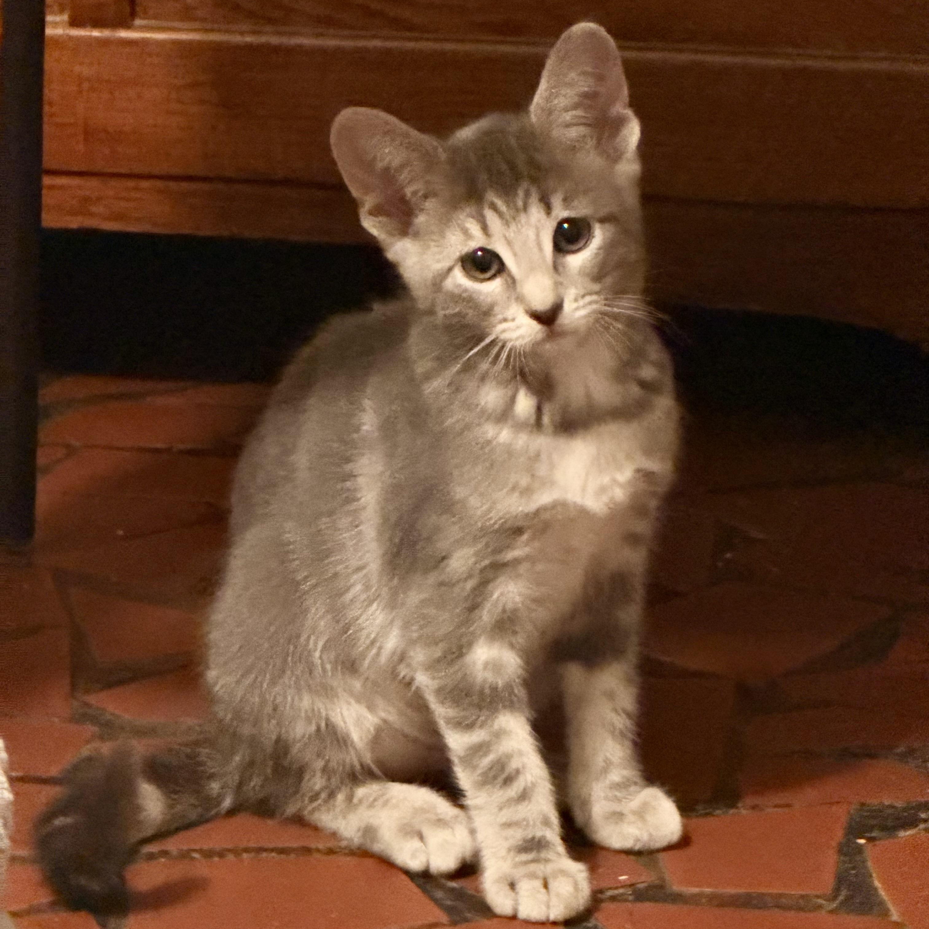 Toot, Adoptable, Kitten Female Domestic Short Hair.
