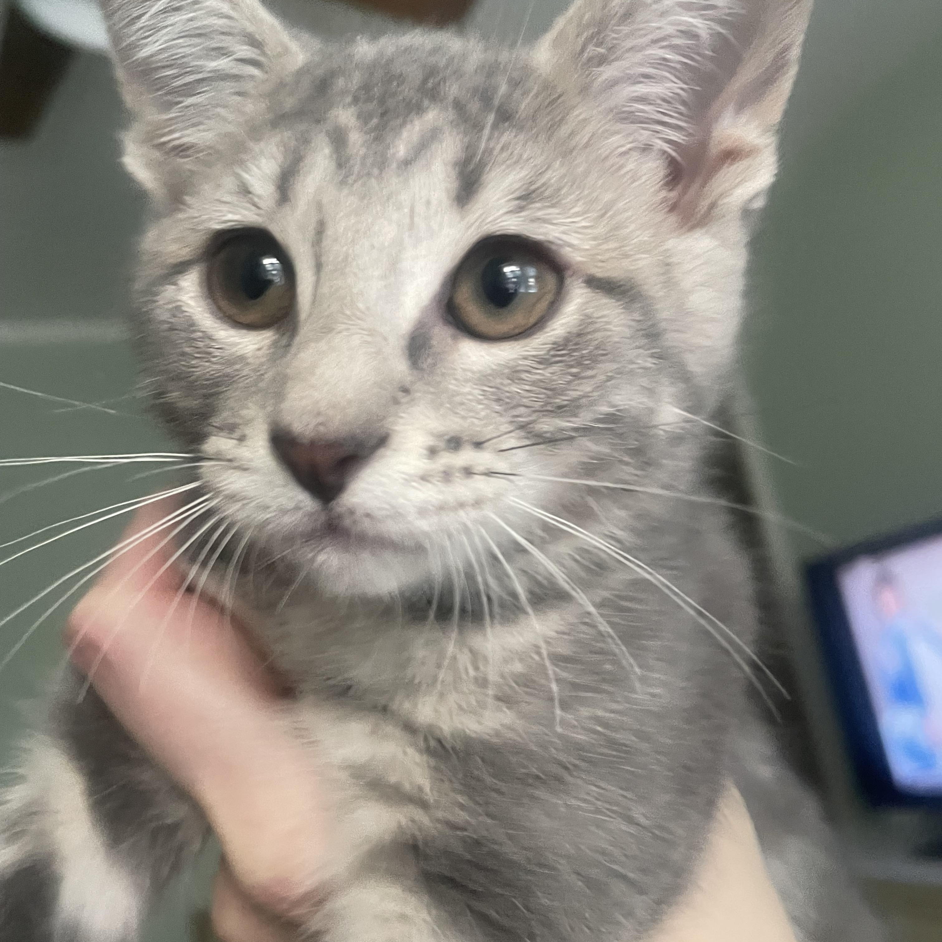 Enlarge Toot, a Adoptable Domestic Short Hair in Chicago, IL image 2/3