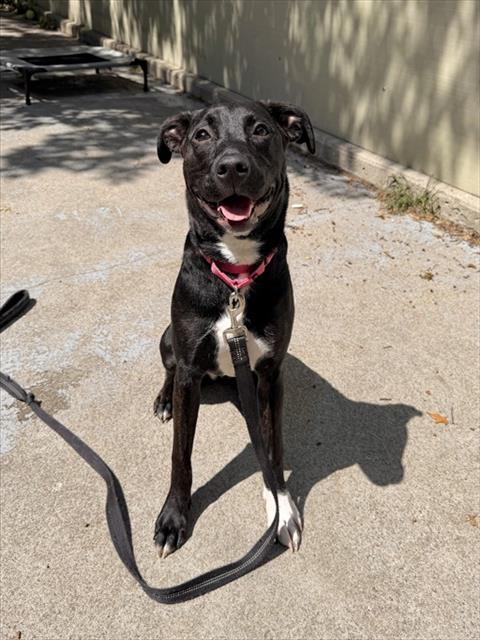 PRINCESS, Adoptable, Young Female Labrador Retriever & Staffordshire Bull Terrier.