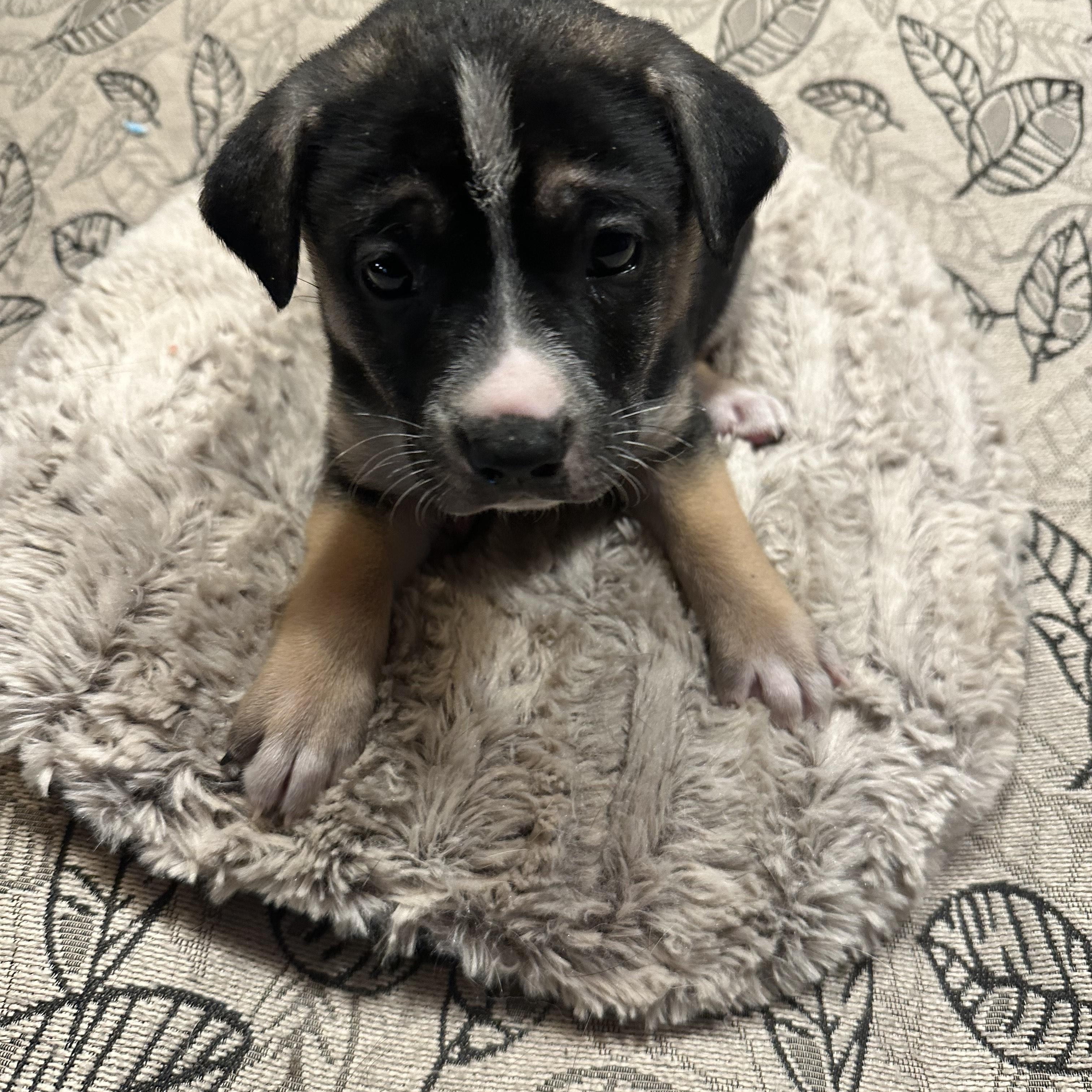 Enlarge Finch, a Adoptable mixed breed in Winnipeg, MB image 1/2