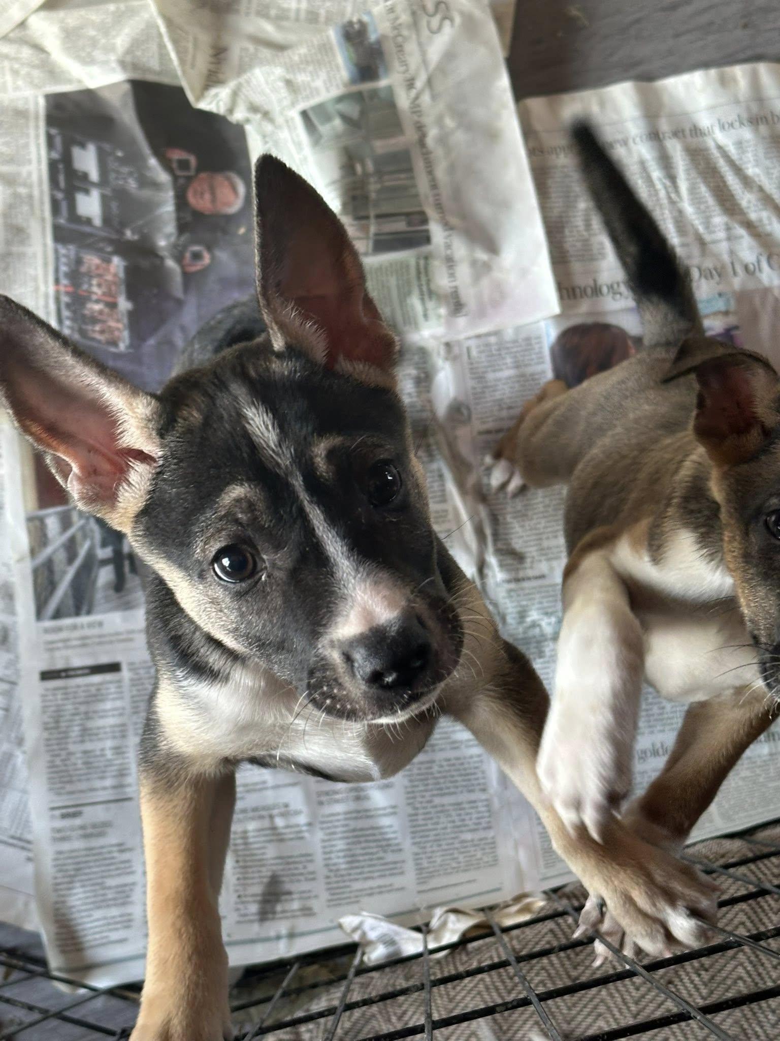 Finch, a Adoptable mixed breed in Winnipeg, MB image 1/4