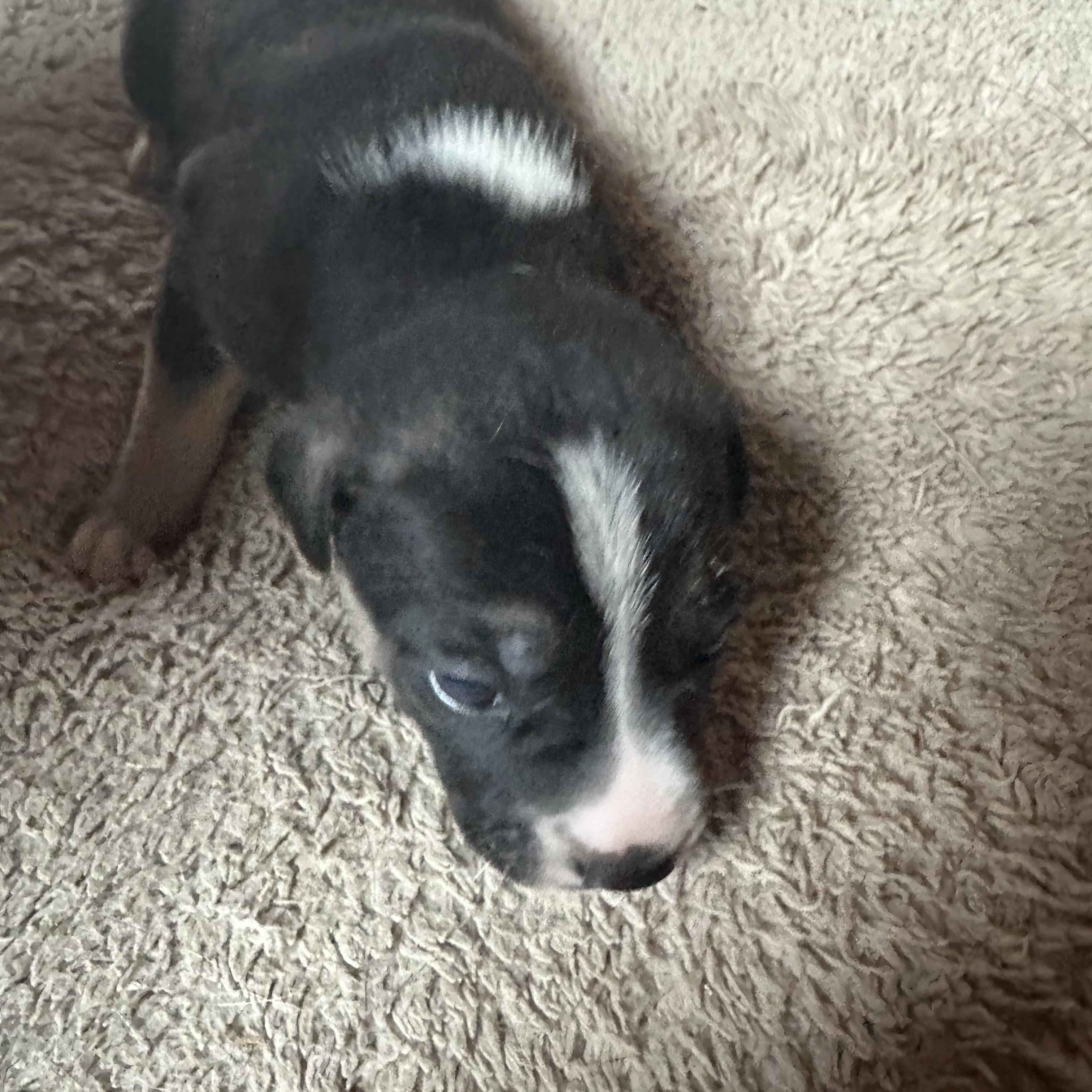 Enlarge Finch, a Adoptable mixed breed in Winnipeg, MB image 1/1