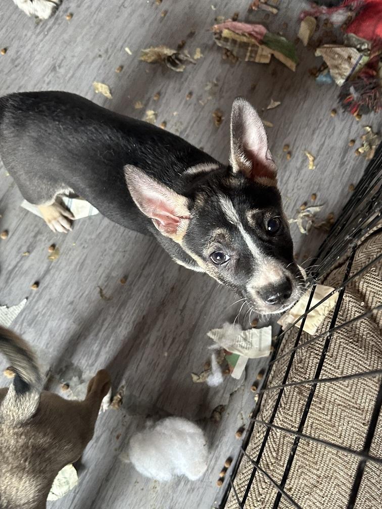 Finch, a Adoptable mixed breed in Winnipeg, MB image 2/4