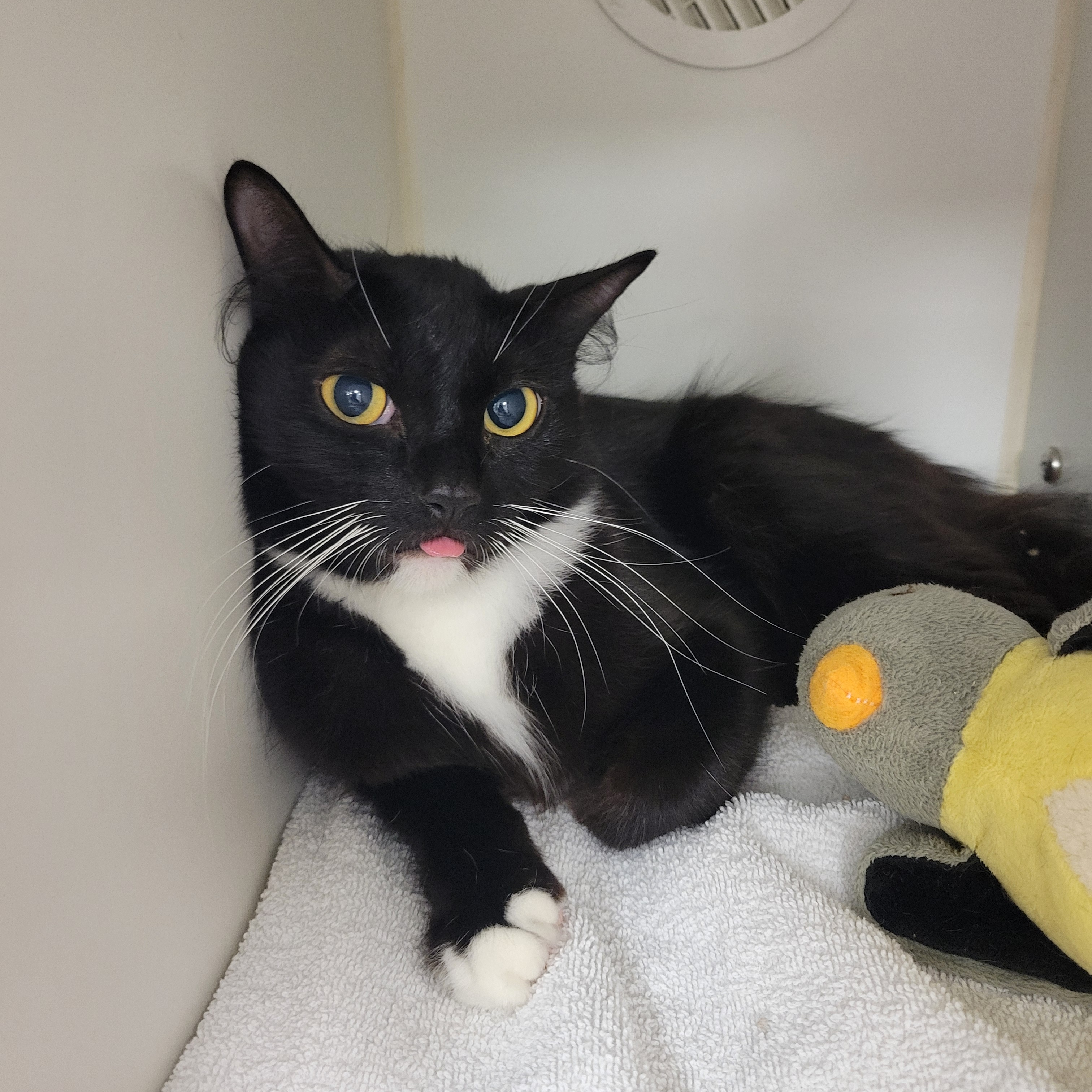 Enlarge Miss Maggie May, a Adopted Domestic Medium Hair in Cathedral City, CA image 1/1