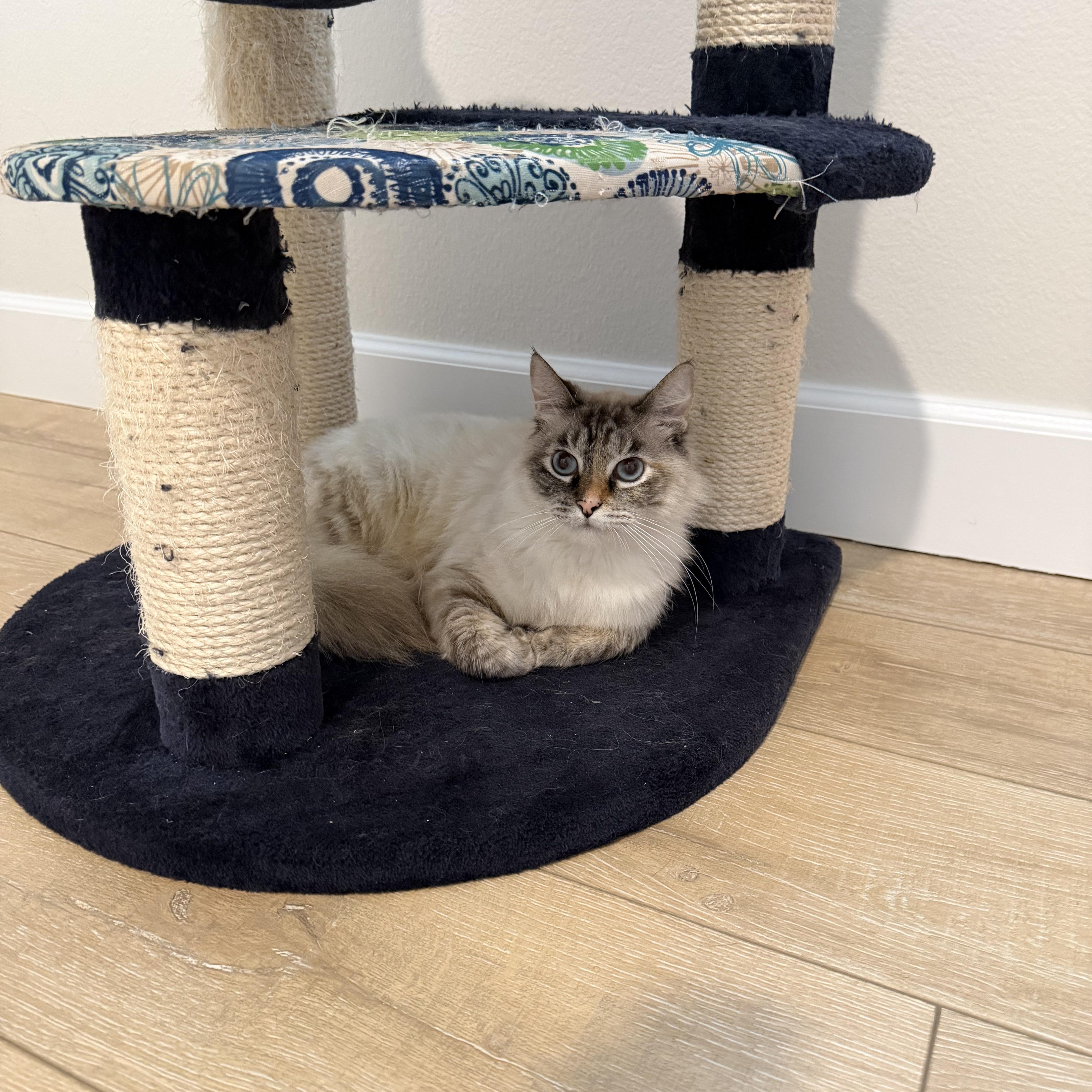 Enlarge Cookie, an adopted mixed breed in Mission Viejo, CA image 5/6