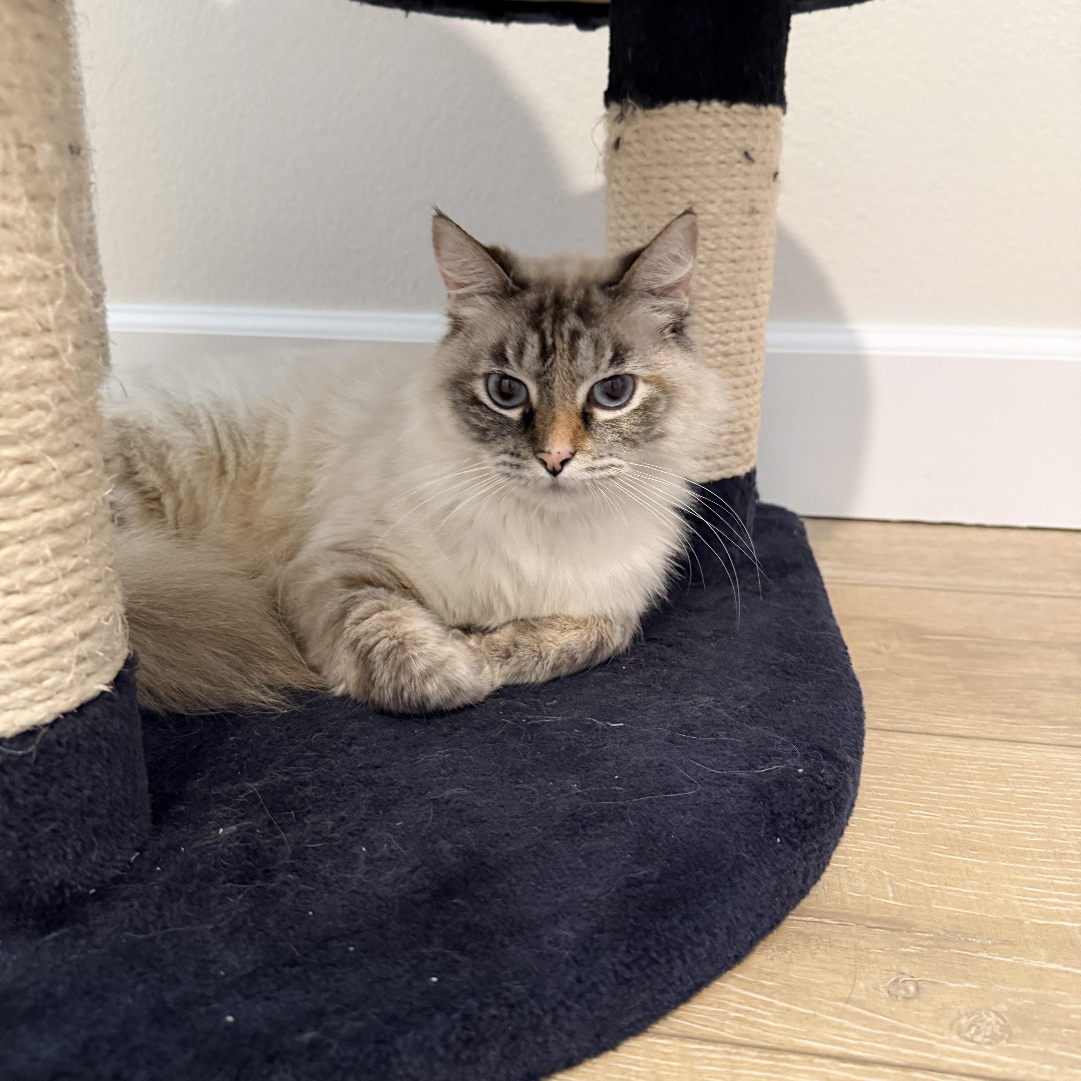 Enlarge Cookie, an adopted mixed breed in Mission Viejo, CA image 1/6