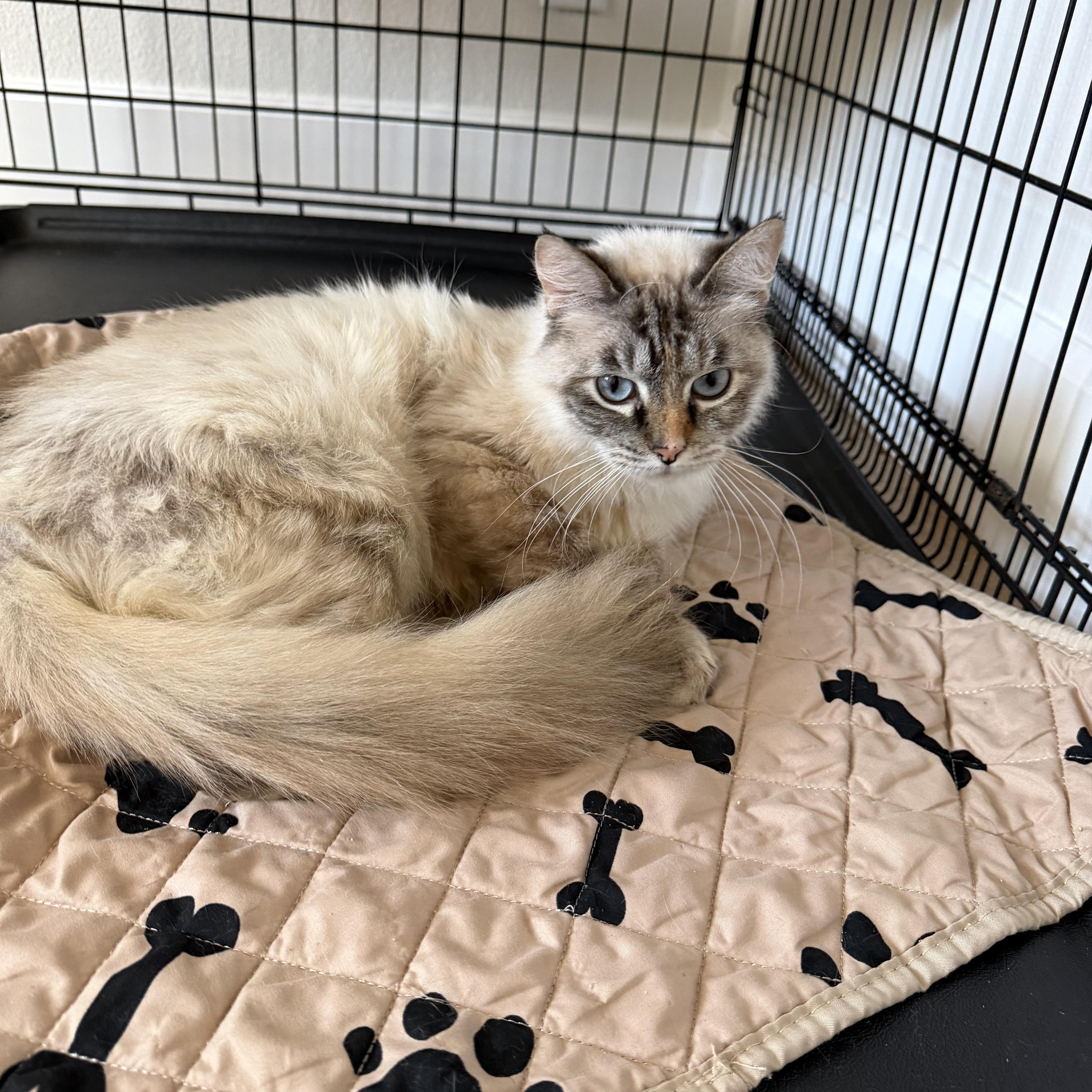 Enlarge Cookie, an adopted mixed breed in Mission Viejo, CA image 4/6