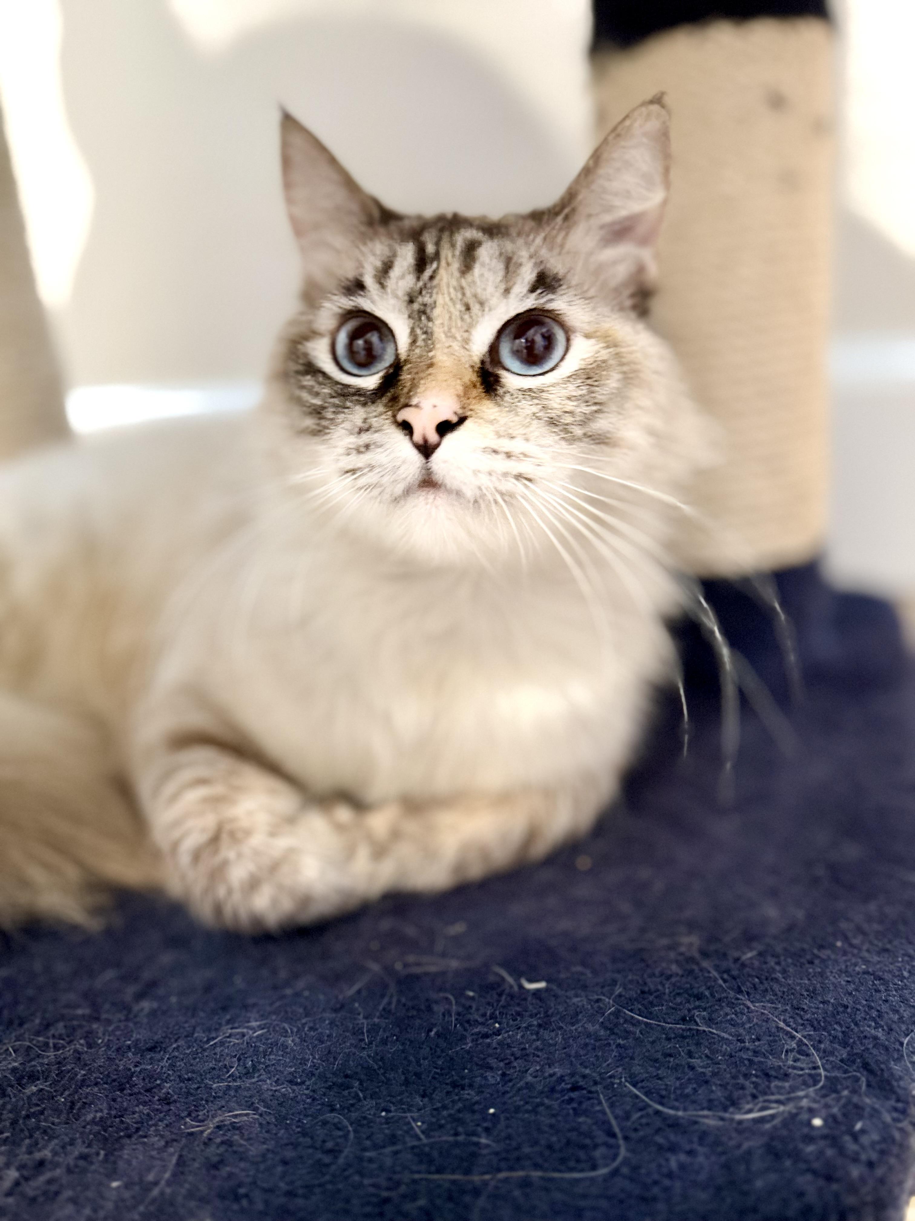 Enlarge Cookie, an adopted mixed breed in Mission Viejo, CA image 2/6