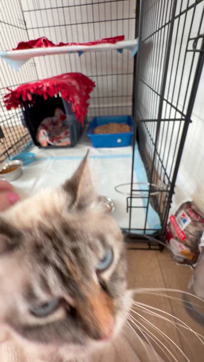 Enlarge Cookie, an adopted mixed breed in Mission Viejo, CA video 6/6