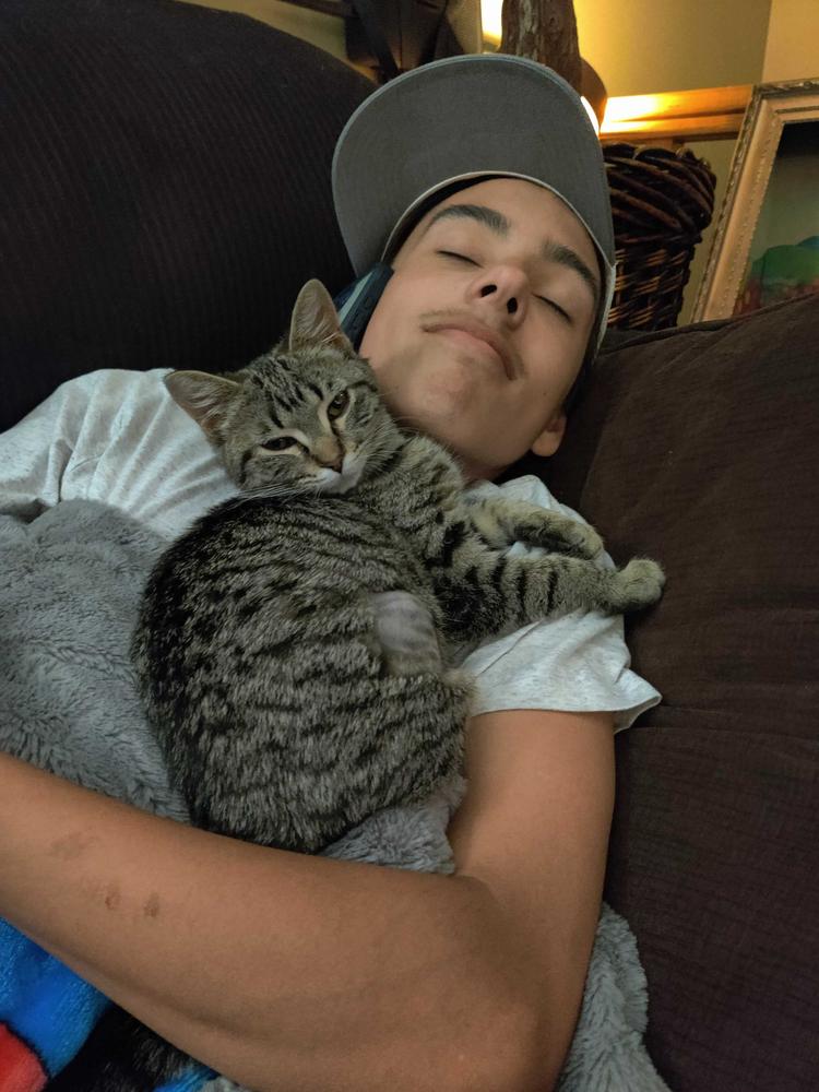 Enlarge **Cat Cafe** Bluetooth, a Adoptable Domestic Short Hair in Topeka, KS image 1/4