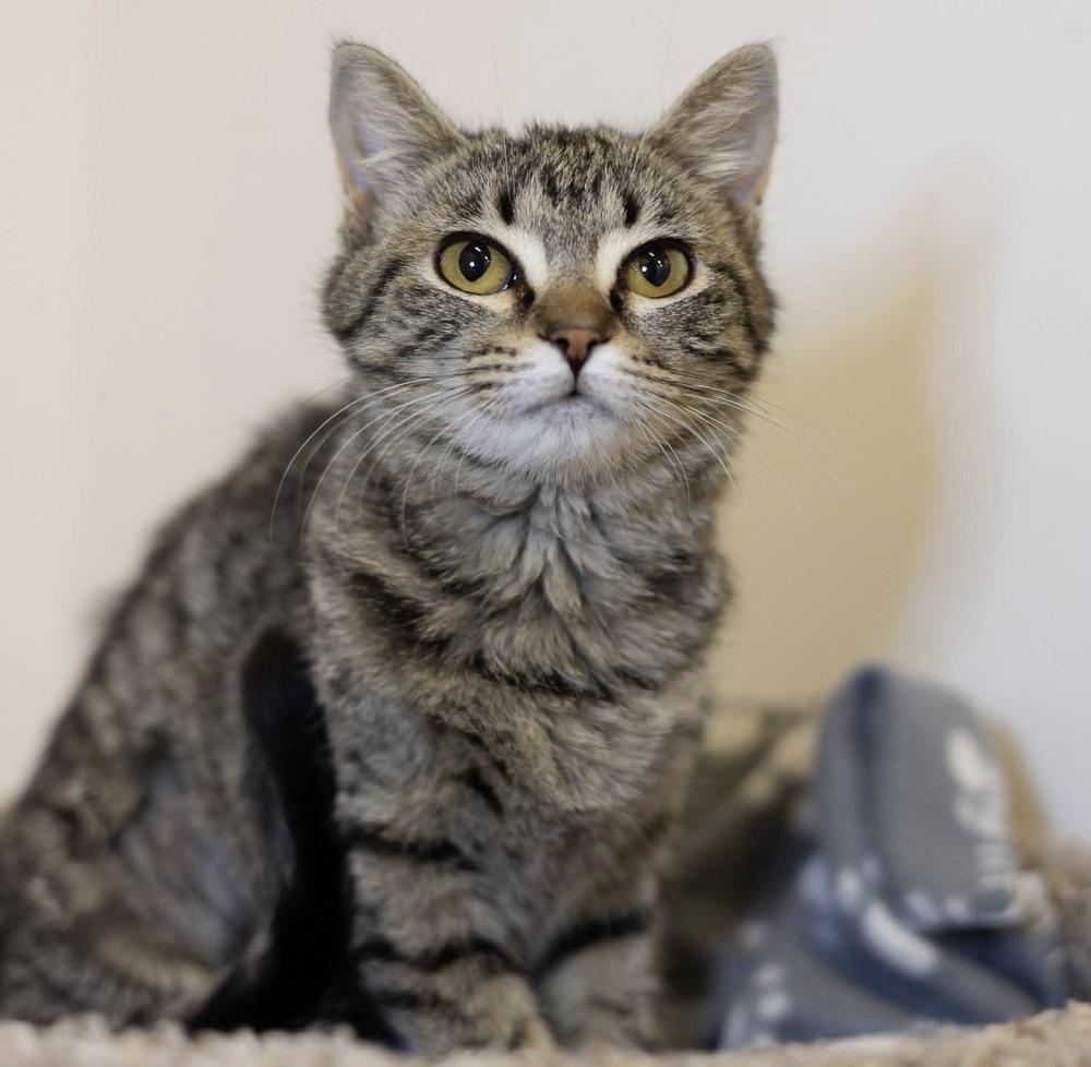 Enlarge **Cat Cafe** Bluetooth, a Adoptable Domestic Short Hair in Topeka, KS image 2/4