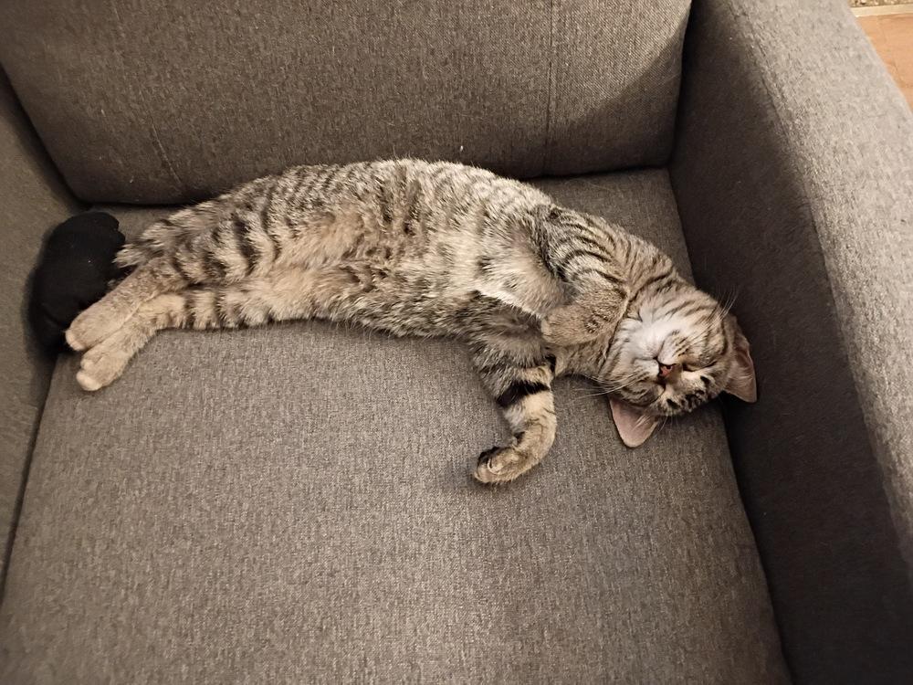 Enlarge **Cat Cafe** Bluetooth, a Adoptable Domestic Short Hair in Topeka, KS image 3/4