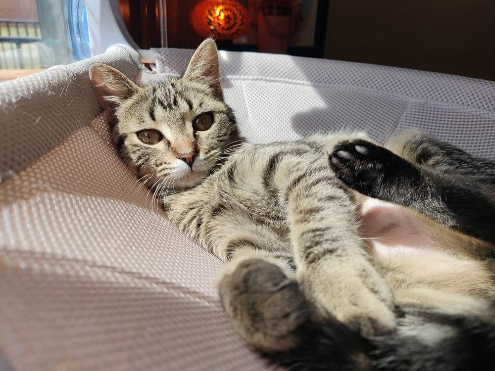 Enlarge **Cat Cafe** Bluetooth, a Adoptable Domestic Short Hair in Topeka, KS image 4/4