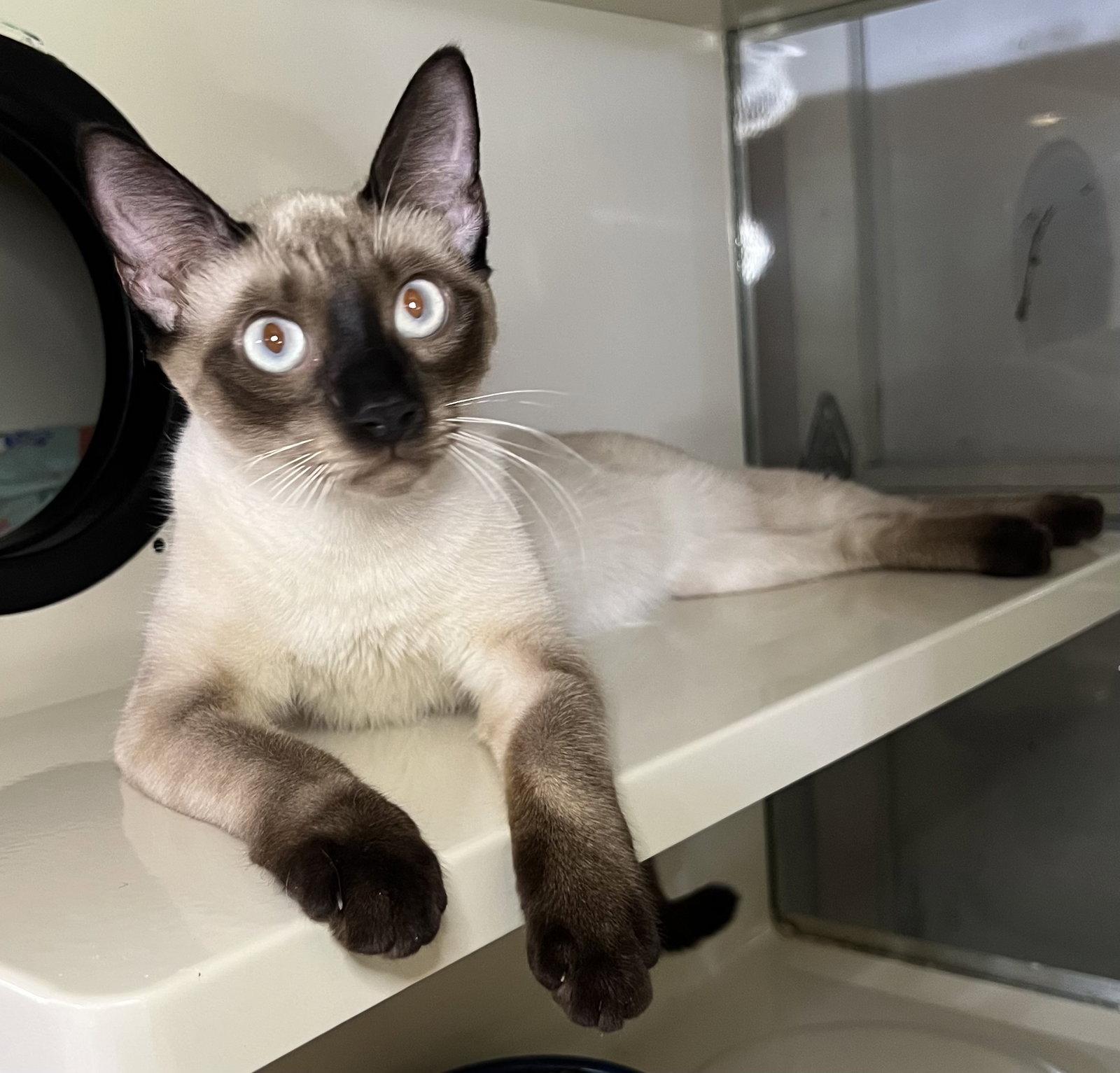 China, Adoptable, Young Female Siamese & Domestic Short Hair.