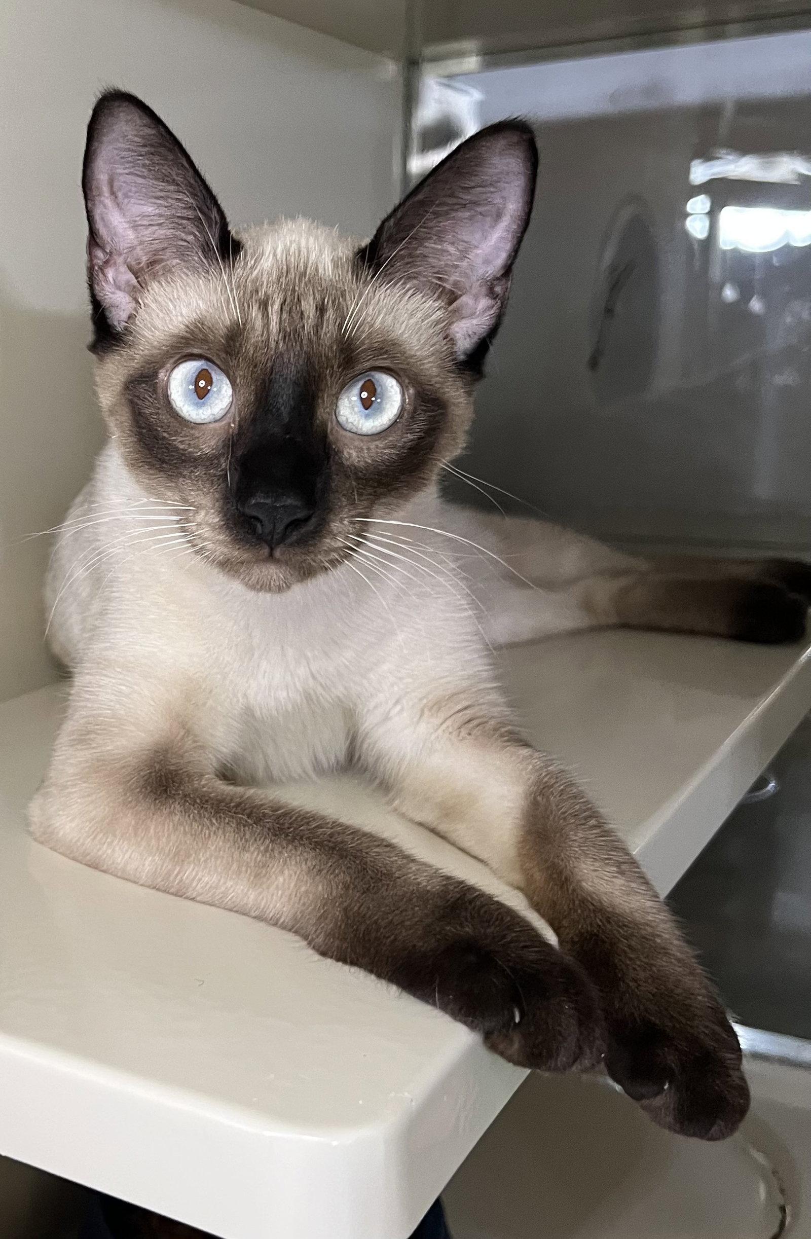 China, a Adoptable mixed breed in Hammond, LA image 2/3